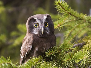 pärluggla-raggsjo
